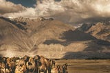Nubra Valley Ladakh, Attraction That Makes You Look Dumb