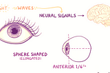 Anatomy and Physiology of the eye