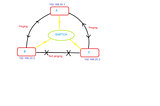 Network Topology