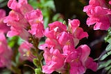 The Ultimate Guide to Growing Lush Pink Snapdragon Flower in Your Garden