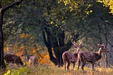 Kanha National Park — The Dwell Of India