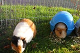 How A Guinea Pig Conquered My Loneliness