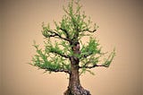 Bald Cypress Bonsai: Discovering the Magic of Miniature Trees