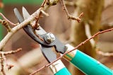 5 Common Myths About Tree Pruning