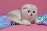 The Purrfect Fusion: Unleashing the Uniqueness of Scottish Fold Munchkin Cats