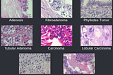 Classifying Biological Images Using Pre-trained CNNs