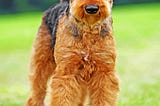 Airedale Terrier