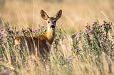 Photo of a female deer standing in an open, sunny field of lavender flowers.