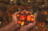 Palm Oil Deforestation: Seeing the Wood for the Trees