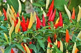 Companion Plants for Peppers to Increase Yield — Gardener Dude