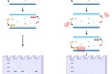 SNP Genotyping Enhancements: From Traditional PCR to Double Helix Structural Oligonucleotides…