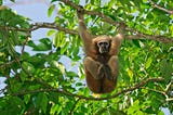 Exploring the Primates of Hoollongapar Gibbon Wildlife Sanctuary