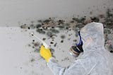 The Guardian of Your Home: Hiring a Private Mold Inspector for Peace of Mind