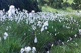 a field of tall grass with fluffy white flowers