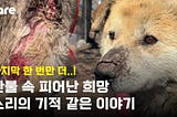 Sori: A Beacon of Hope Amidst the Flames