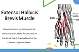 Extensor Hallucis Brevis Muscle Anatomy
