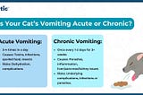 Why is Your Cat Vomiting: All Possible Types with Reasons