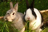 What Are Some Healthy Snacks For My Pet Rabbit?