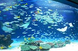 【動物福利評估表】 水族館魚類