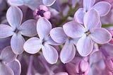 Happiness: The beauty in Lilac