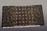 Pepper and tomato seedlings for indoor growers