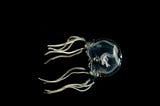 Jellyfish Intelligence: Learning Without A Brain