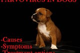 Parvovirus in dogs: causes, symptoms and treatments