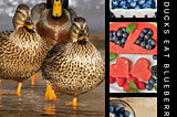 Can Ducks Eat Blueberries? Exploring the Diet of Ducks