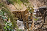 Tiger Reserves And Core Area Inviolability