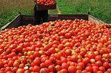 By studying the sample of tomatoes can we able to predict entire tomato harvest. In situations like this, scientists can use inferential statistics to help them make sense of their data.