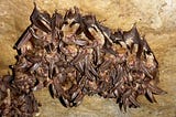 Can Bats Damage Your House?
