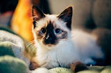 Why Do Cats Purr? Here Are 5 Possible Reasons