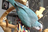 Why a Blue Quaker Parrot Makes a Great Pet