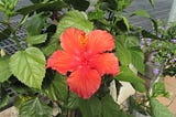 Hibiscus Propagation for Beginners