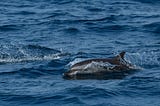 A TETE-A-TETE WITH THE BOTTLENOSE DOLPHINS