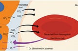 Why does CO₂ have a profound impact on the human body?
