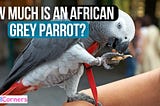 How Much is an African Grey Parrot?