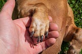 How to Stop a Dog Nail Bleeding || How to Stop a Dog’s Nail From Bleeding