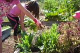 Schoolyard Farms