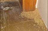 large pile of dead termites in kitchen picture