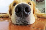 The Superpower of a Dog’s Incredible Nose