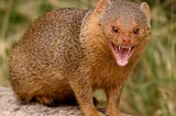 MongoDB + Mongoose