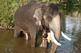 Feeding the Animals at Masinagudi