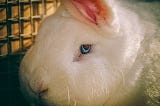How To Tell If Your Rabbit Is Blind?