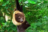 Okinawa’s Megabats Were The Highlights of Our Trip