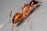 Carpenter ants vs Termite