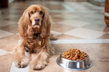How do you pick your dog’s best chewy food? — Just Life Trends