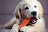 cute-golden-retriever-puppy-eating-carrot-21532163
