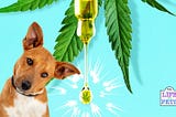 4 Different Ailments CBD May Help To Treat
