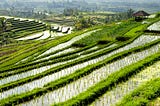 Project: Classifying Nitrogen Deficiency Levels in Rice Crops